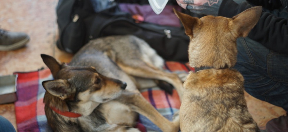 "Non discriminare i senzatetto con cane", l'appello dell'Oipa alle strutture di accoglienza